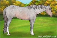 Horse Color:Brown Appaloosa