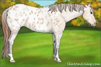 Horse Color:Bay Ice Dun Appaloosa 
