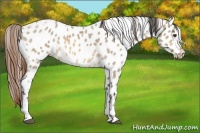 Horse Color:Buckskin Ice Dun Sabino Appaloosa Rabicano 