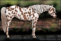 Horse Color:Chestnut Appaloosa 