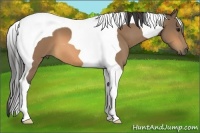 Horse Color:Buckskin Tobiano 