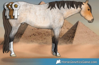 Horse Color:Buckskin Roan Rabicano 