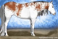 Horse Color:White Spotted Bay Splash