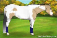Horse Color:Bay Dun Tobiano Frame 