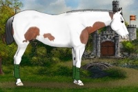 Horse Color:Bay Roan Splash Tobiano 