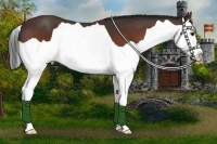 Horse Color:Bay Splash 