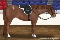 Horse Color:Chestnut Appaloosa