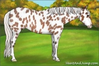 Horse Color:Silver Bay Roan Near Leopard 