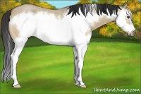 Horse Color:Buckskin Roan Dun Splash Frame