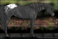 Horse Color:Black Appaloosa