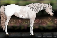 Horse Color:Chestnut Appaloosa 