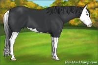 Horse Color:Black Splash