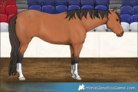 Horse Color:Bay 
