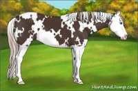 Horse Color:White Spotted Liver Chestnut Splash 