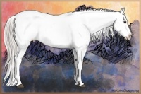 Horse Color:Silver Bay Dun Appaloosa Rabicano 