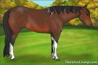 Horse Color:Bay Tobiano 