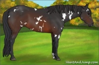 Horse Color:White Spotted Brown 