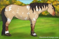 Horse Color:White Spotted Bay Dun