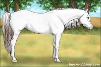 Horse Color:Red Onyx Appaloosa