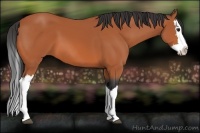 Horse Color:Bay Splash 