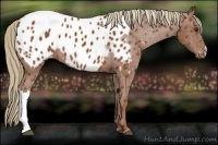 Horse Color:Chestnut Appaloosa 