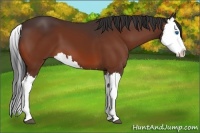 Horse Color:Bay Splash 