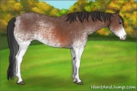 Horse Color:White Spotted Bay Roan 