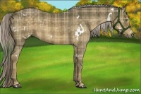 Horse Color:Plaid White Spotted Chocolate Palomino