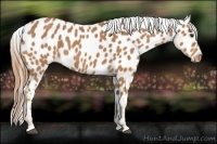 Horse Color:Chestnut Appaloosa 