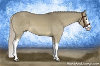 Horse Color:Chocolate Palomino Dun Splash