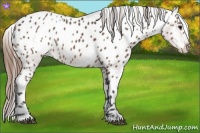 Horse Color:Buckskin Blanket