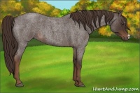 Horse Color:Liver Red Roan 