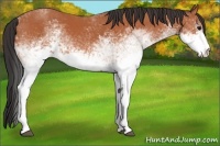 Horse Color:White Spotted Bay 
