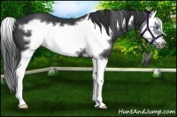 Horse Color:Black Splash Frame 