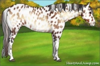 Horse Color:Bay Onyx Appaloosa 