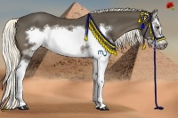 Horse Color:White Spotted Liver Chestnut Splash Frame Rabicano 