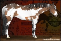 Horse Color:White Spotted Buckskin Frame 