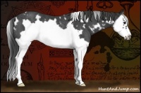 Horse Color:White Spotted Smoky Black Splash Frame Rabicano