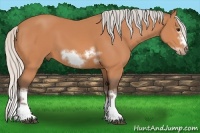 Horse Color:White Spotted Silver Bay Splash Frame