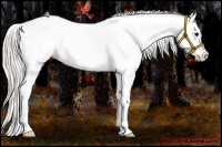 Horse Color:Silver Buckskin Appaloosa