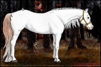 Horse Color:Bay Sabino Appaloosa