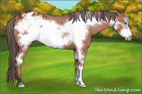Horse Color:Bay Frame Appaloosa 