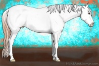 Horse Color:White Spotted Liver Chestnut Splash Appaloosa 