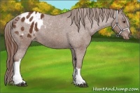 Horse Color:Chestnut Appaloosa 