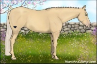 Horse Color:Gold Cream Champagne Sabino