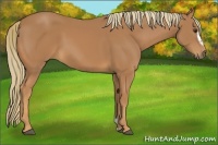 Horse Color:Chestnut Frame