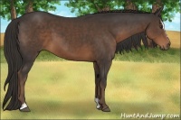 Horse Color:Liver Chestnut Sabino 