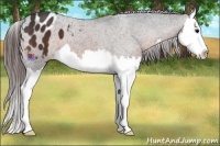 Horse Color:Brown Splash Varnish 