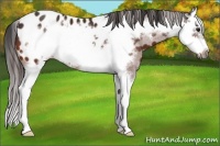 Horse Color:Bay Splash Frame Appaloosa 