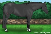 Horse Color:Smoky Black 